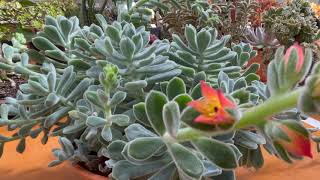 Echeveria pulvinata Frosty [upl. by Alliscirp]