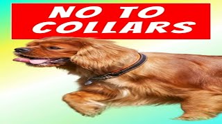 Should a Cavalier King Charles Spaniel Wear a Collar Why Harnesses Are Safer [upl. by Nimrahc767]