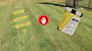 1 Step to Prevent Winter Weeds  Fall Bermuda Treatment [upl. by Malissa]