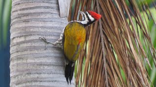 Wild COMMON FLAMEBACK WOODPECKER in Singapore [upl. by Onitsuaf]