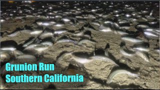 GRUNION RUN In Southern California  Educational Video [upl. by Ilagam]