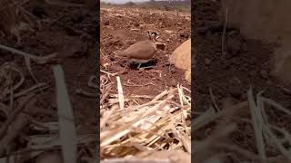 Cursorius temminckii  Temmincks courser [upl. by Ancelin]