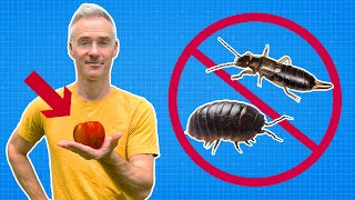 KILL Pill Bugs Earwigs amp Millipedes NATURALLY [upl. by Geraldine3]