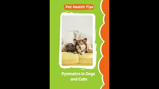 Pyometra in Dogs and Cats [upl. by Analaf]