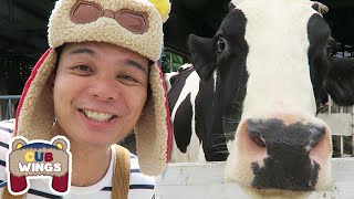 Dairy Cows For Kids at Cow Farm  Learn What Do Cows Eat amp Where Does Milk Come From  Cub Wings [upl. by Schecter]