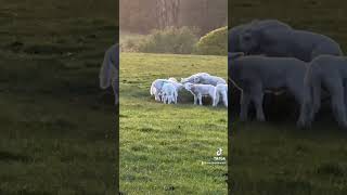 The best time of lambing the end when lambs starts playing together 🤩 on our farm [upl. by Atiken]