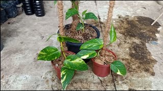 How to Propagate Epipremnum Pinnatum Flame [upl. by Letnom]