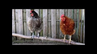 Poulet en batterie  Le reportage choc [upl. by Adroj802]