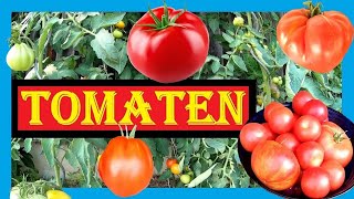 🍅 Tomaten anbauen Aussaat bis Ernte 🌱🍅 Tomaten pflanzen im Folienhaus  Gewächshaus 🍅🍅 Bio Tomaten [upl. by Kippy]