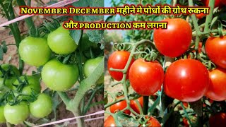 November December महीने मे टोमेटो खेती Grow करने के लिए रखें इन बातों का ध्यान नही खेती होगी खराब [upl. by Nalyac]