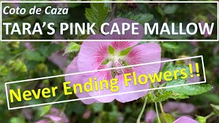 Anisodontea capensis Taras Pink Cape Mallow African Mallow 小木槿開花惹人愛  mallow hybrids [upl. by Mufinella]