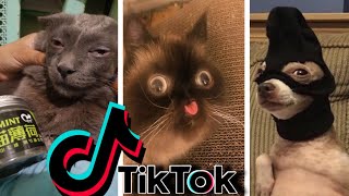 Funniest TikTok Dogs and Cats 52  Try Not to Laugh with TikTok Animals 2020  OnPets Sparkle [upl. by Elik433]