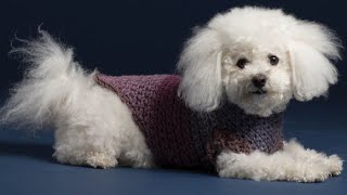 Crochet Cozy Pup Dog Coat  EASY  The Crochet Crowd [upl. by Noirod]