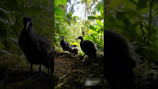 Amazing Beautiful Kiwi Bird Family walk through a thick Forest [upl. by Hedvige347]