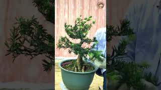 How to bend a Podocarpus bonsai [upl. by Ehcropal]