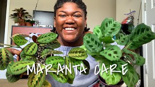 How to care for Maranta Prayer Plant Indoors  Planting The World Red [upl. by Lewes386]