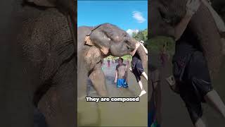 You Won’t Believe How This Baby Elephant Uses Its Trunk [upl. by Innavoj]