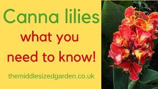 Canna lilies  everything you need to know about how to choose and grow cannas [upl. by Hassi882]