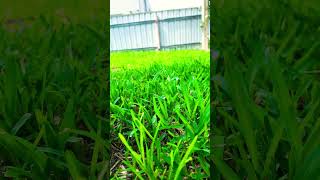 backyard green grass gamers worst nightmare beautiful [upl. by Dylan]