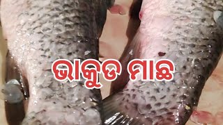 ଭାକୁଡ ମାଛ କଟା cuttingskills [upl. by Anwahsit194]