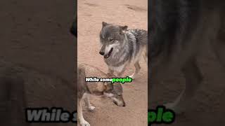 Pet Wolf Hybrid Kills Infant Wolf Hybrid Dogs facts and education [upl. by Fahy951]