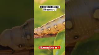 Amazing facts about silkworms  Facts about silkworms  Hindi facts shorts [upl. by Niveek776]