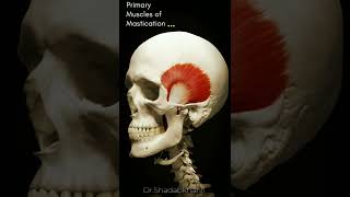 This is how muscles for Mastication works Primary Muscles of Mastication anatomy 3d [upl. by Kolodgie835]