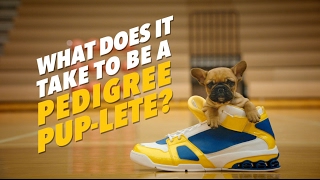 PEDIGREE® PUPLETES Tiny Sneakers [upl. by Silbahc723]