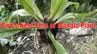 Bird’s Nest Fern  Manalo Plant [upl. by Eizeerb468]