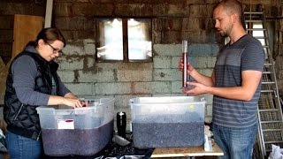 Making Red Wine from Grapes  Part 1 [upl. by Giorgia]