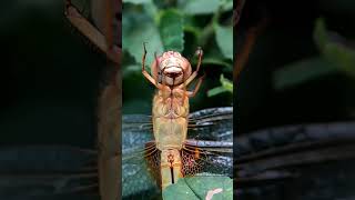 Hungry Dragonfly shorts nature trending food [upl. by Arrekahs694]