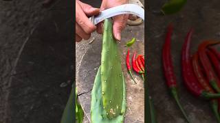 Everyday records my real life in the countryside Rural Food Harvest Season cactus peeling [upl. by Gnahc]