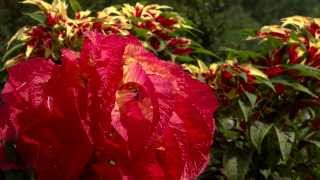 Amaranthus tricolor a towering beauty [upl. by Dasi]