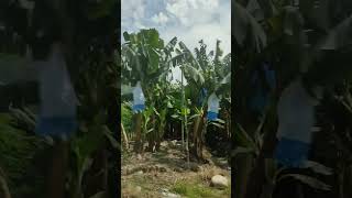 lambayong banana plantationagi lang mi [upl. by Grote]