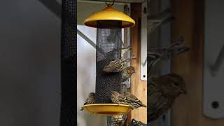 Pine Siskins Feeding on Nyjer From a Stokes Select Finch Screen Feeder [upl. by Countess97]