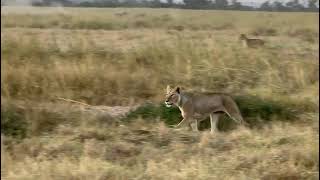 The hunt in Amboseli National Park [upl. by Dulce]