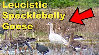 UNBELIEVABLE FOOTAGE On the HUNT for RARE Birds Leucistic Specklebelly Goose [upl. by Sawyer375]