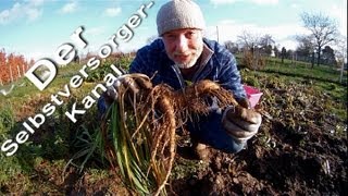 Haferwurzeln im Garten Anbau und Geschmack [upl. by Mikahs]