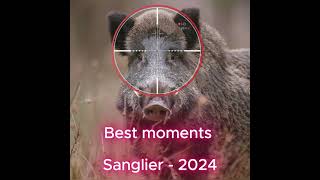 Best moments Chasse Sanglier 2024 [upl. by Nosilla]