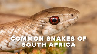 Common Snakes of South Africa [upl. by Eijneb]