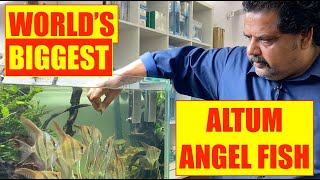 ALTUM  ANGELS Aquarium  Altum Angels Fish Eating Fish  Mayur Devs Tips  Nature Aquarium [upl. by Ellatsyrc]