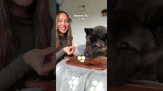 Akita dog is tasting new foods [upl. by Laurena]