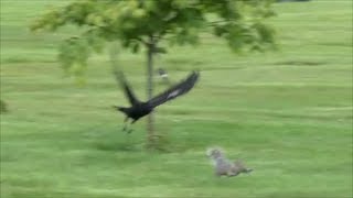 Crow Trying To Attack Squirrel [upl. by Recha123]