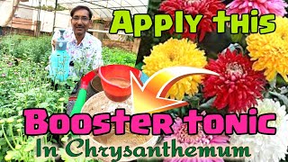 Apply this Homemade Booster tonic in Chrysanthemum and get enormous Blooms [upl. by Ahsiekat286]