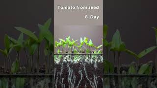 Growing tomato from seed [upl. by Primaveria296]