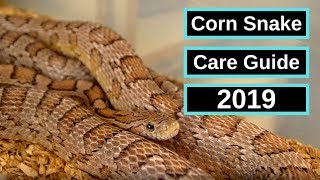 Corn Snake Complete Care Guide [upl. by Klug]