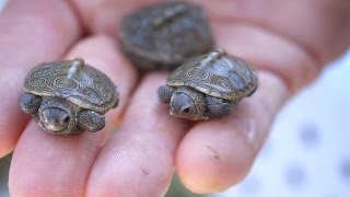 Baby Turtles Hatching [upl. by Keen150]