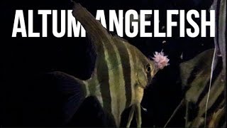 Altum Angelfish Care  How To Care For Altum Angelfish [upl. by Sulienroc]