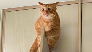 Funny Cat Videos to Keep You Smiling 😂 Best Funniest Cat Videos Of The week [upl. by Lrak]