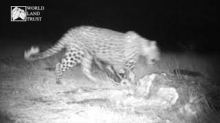 Trail camera captures rare footage of Caucasian Leopard in Armenia [upl. by Spanjian]